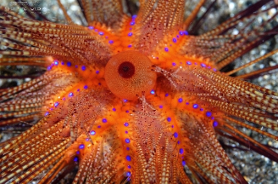 Philippines 2023 - Anilao - DSC06988 Radiant sea urchin Oursin rouge Astropyga radiata